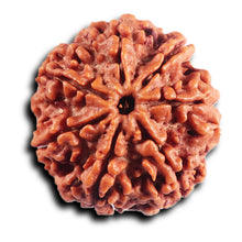 Load image into Gallery viewer, 7 Mukhi Nepalese Rudraksha - Bead No. 97
