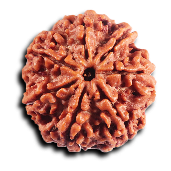 7 Mukhi Nepalese Rudraksha - Bead No. 97