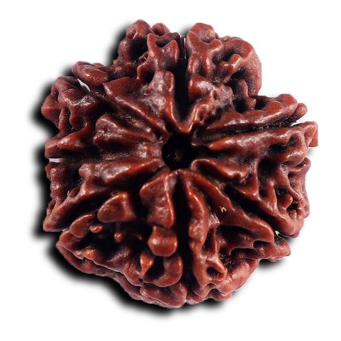 7 Mukhi Nepalese  Rudraksha - Bead No.43