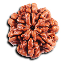 Load image into Gallery viewer, 7 Mukhi Nepalese  Rudraksha - Bead No.44
