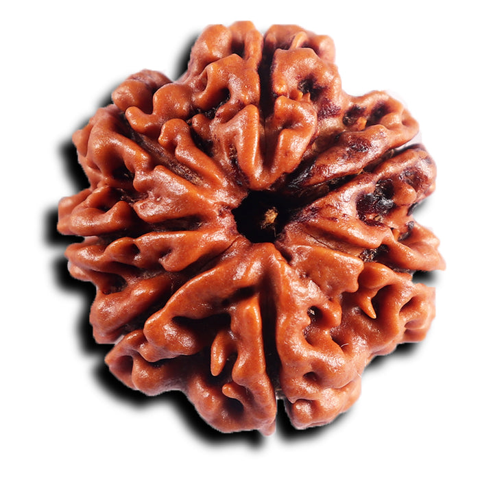 7 Mukhi Nepalese  Rudraksha - Bead No.45
