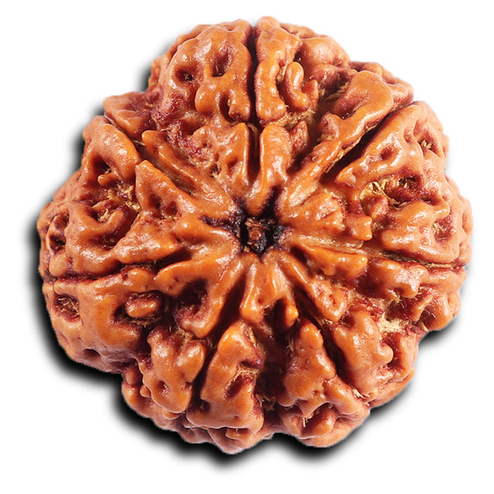 7 Mukhi Nepalese Rudraksha - Bead No. 47