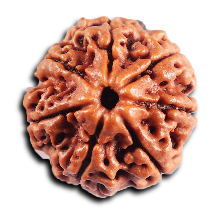 7 Mukhi Nepalese Rudraksha - Bead No. 48
