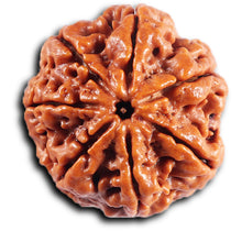 Load image into Gallery viewer, 7 Mukhi Nepalese Rudraksha - Bead No. 51
