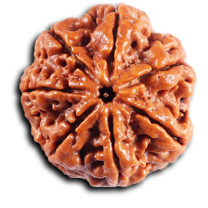 7 Mukhi Nepalese Rudraksha - Bead No. 51