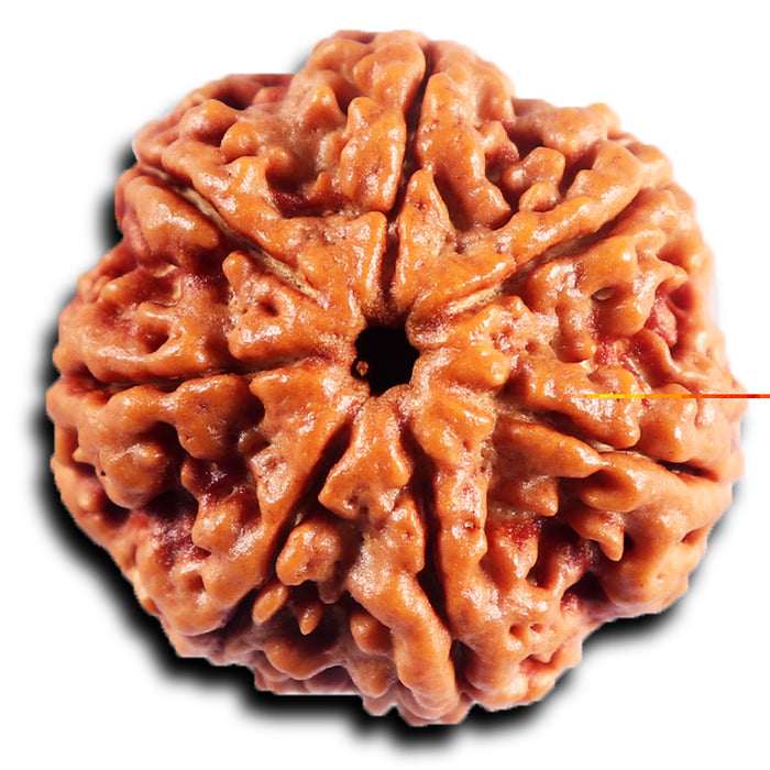 7 Mukhi Nepalese Rudraksha - Bead No.52
