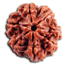 Load image into Gallery viewer, 7 Mukhi Nepalese  Rudraksha - Bead No.53
