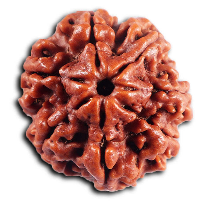 7 Mukhi Nepalese  Rudraksha - Bead No.53