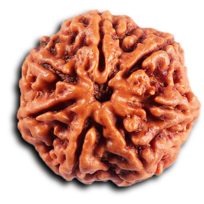 7 Mukhi Nepalese Rudraksha - Bead No. 54