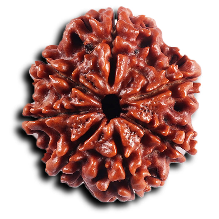 7 Mukhi Nepalese Rudraksha - Bead No. 55