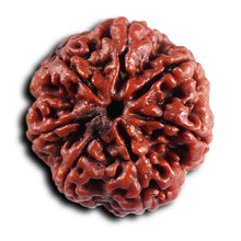 Load image into Gallery viewer, 7 Mukhi Nepalese Rudraksha - Bead No.56
