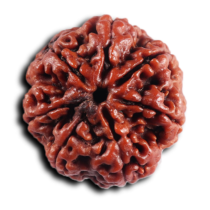 7 Mukhi Nepalese Rudraksha - Bead No.56