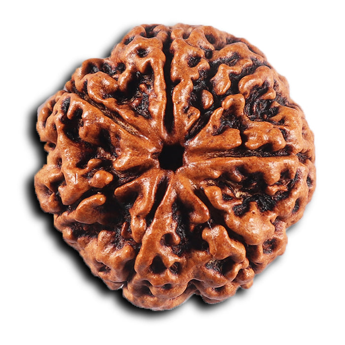 7 Mukhi Nepalese Rudraksha - Bead No.57