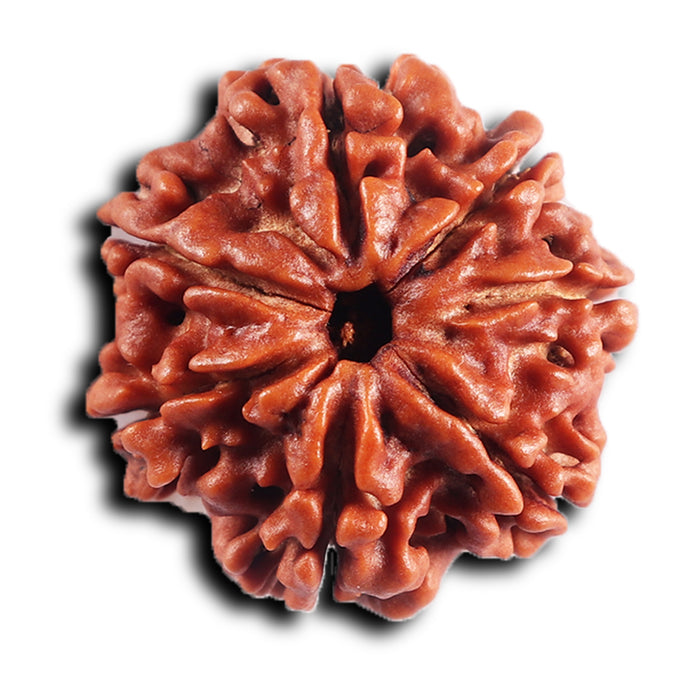 7 Mukhi Nepalese Rudraksha - Bead No.59
