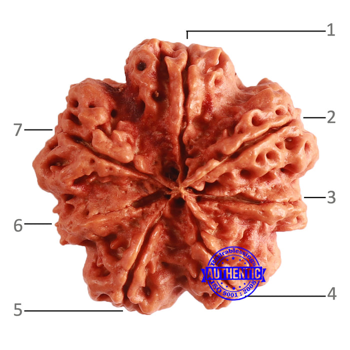 7 Mukhi Nepalese Rudraksha - Bead No. 601