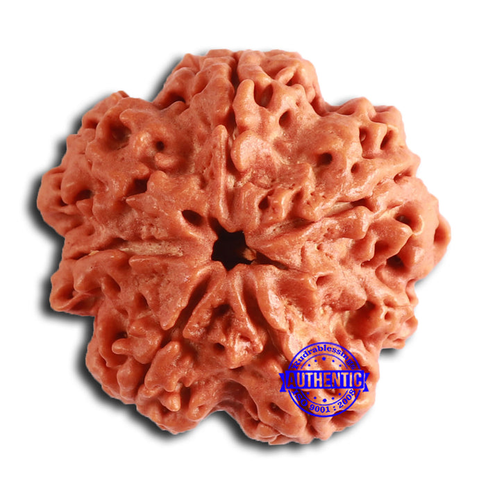 7 Mukhi Nepalese Rudraksha - Bead No. 601
