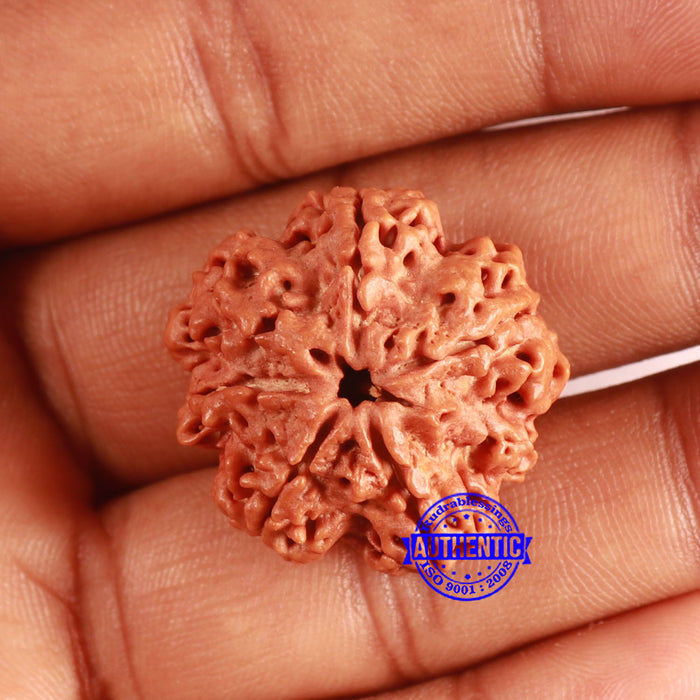 7 Mukhi Nepalese Rudraksha - Bead No. 601