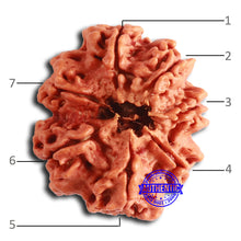 Load image into Gallery viewer, 7 Mukhi Nepalese Rudraksha - Bead No. 602

