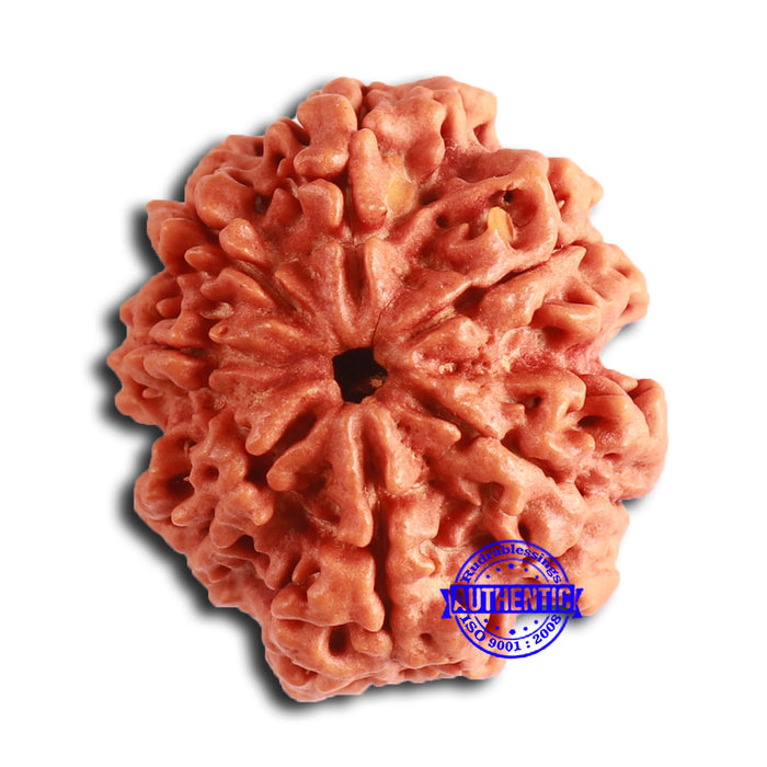 7 Mukhi Nepalese Rudraksha - Bead No. 602