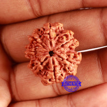 Load image into Gallery viewer, 7 Mukhi Nepalese Rudraksha - Bead No. 602
