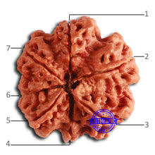 Load image into Gallery viewer, 7 Mukhi Nepalese Rudraksha - Bead No. 603
