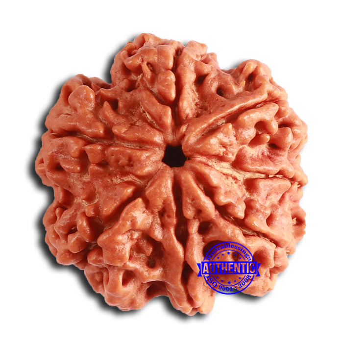 7 Mukhi Nepalese Rudraksha - Bead No. 603