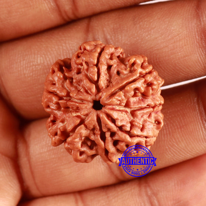 7 Mukhi Nepalese Rudraksha - Bead No. 603