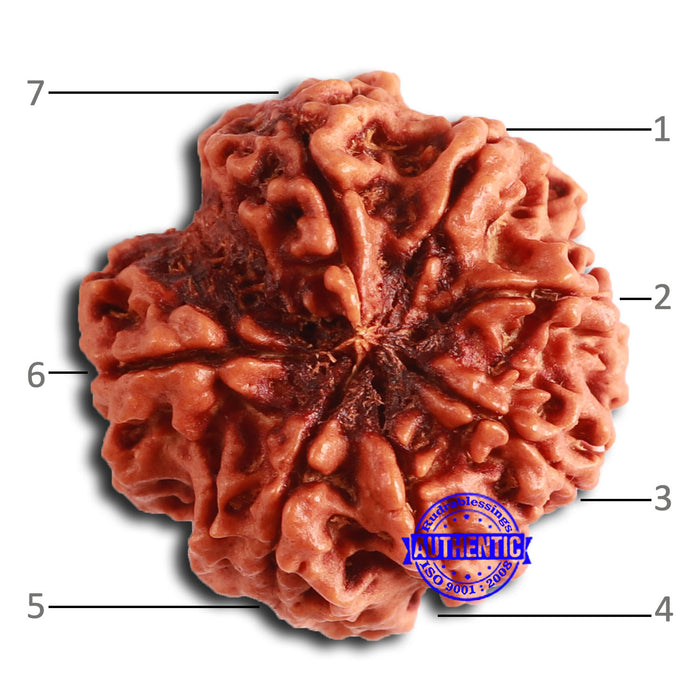 7 Mukhi Nepalese Rudraksha - Bead No. 604