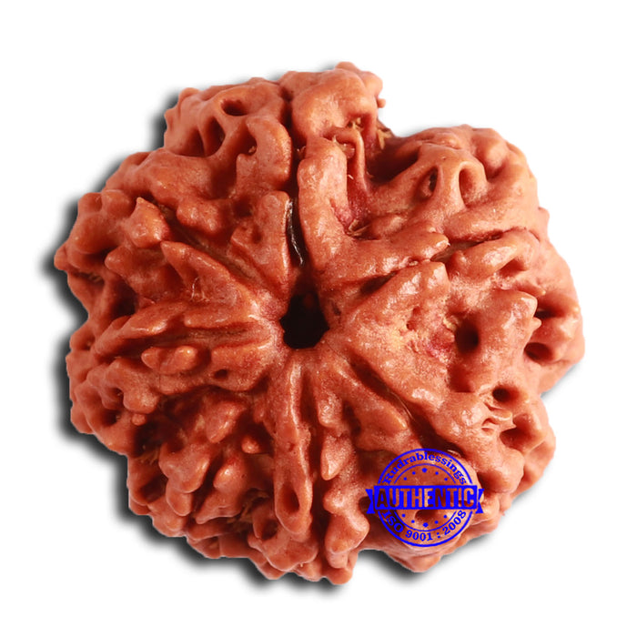 7 Mukhi Nepalese Rudraksha - Bead No. 604