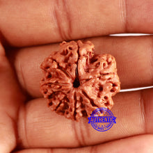 Load image into Gallery viewer, 7 Mukhi Nepalese Rudraksha - Bead No. 604

