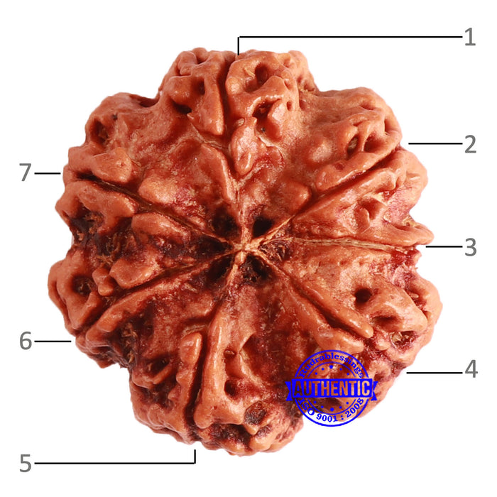 7 Mukhi Nepalese Rudraksha - Bead No. 605