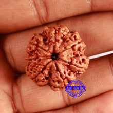 Load image into Gallery viewer, 7 Mukhi Nepalese Rudraksha - Bead No. 605
