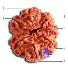 Load image into Gallery viewer, 7 Mukhi Nepalese Rudraksha - Bead No. 606
