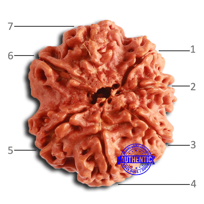 7 Mukhi Nepalese Rudraksha - Bead No. 606