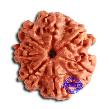 Load image into Gallery viewer, 7 Mukhi Nepalese Rudraksha - Bead No. 606
