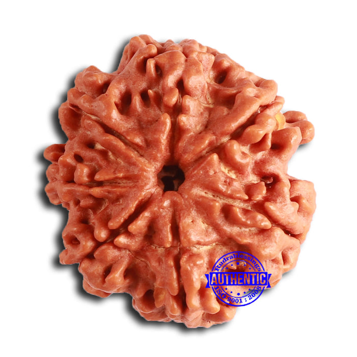 7 Mukhi Nepalese Rudraksha - Bead No. 606