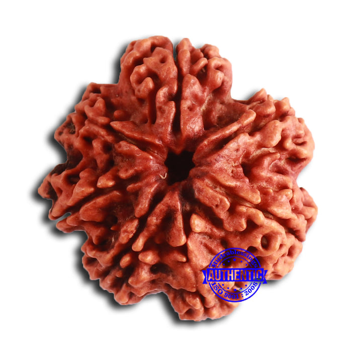 7 Mukhi Nepalese Rudraksha - Bead No. 607
