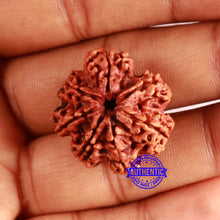Load image into Gallery viewer, 7 Mukhi Nepalese Rudraksha - Bead No. 607
