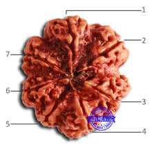Load image into Gallery viewer, 7 Mukhi Nepalese Rudraksha - Bead No. 608
