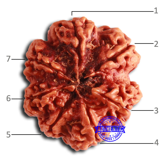7 Mukhi Nepalese Rudraksha - Bead No. 608