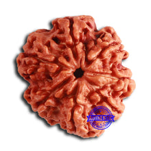 Load image into Gallery viewer, 7 Mukhi Nepalese Rudraksha - Bead No. 608
