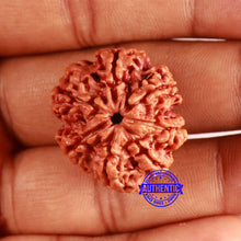 Load image into Gallery viewer, 7 Mukhi Nepalese Rudraksha - Bead No. 608
