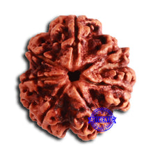 Load image into Gallery viewer, 7 Mukhi Nepalese Rudraksha - Bead No. 609
