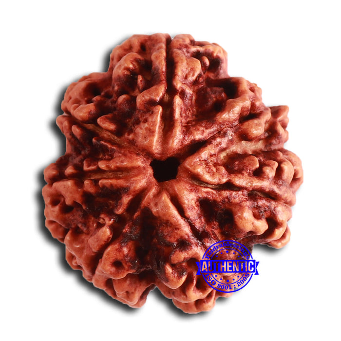 7 Mukhi Nepalese Rudraksha - Bead No. 609