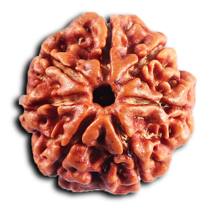 7 Mukhi Nepalese Rudraksha - Bead No.60