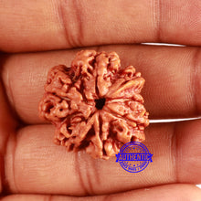 Load image into Gallery viewer, 7 Mukhi Nepalese Ganesha Rudraksha - Bead No. 610
