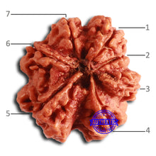 Load image into Gallery viewer, 7 Mukhi Nepalese Ganesha Rudraksha - Bead No. 610
