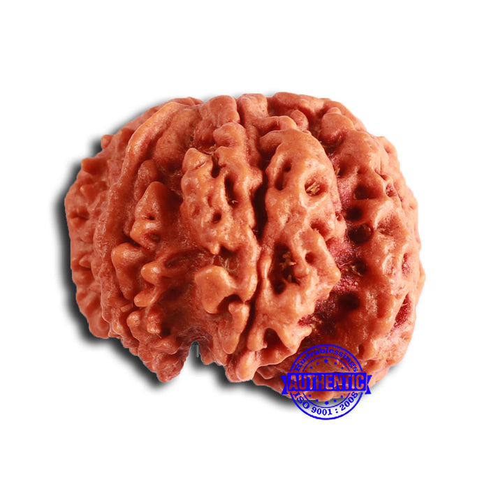 7 Mukhi Nepalese Ganesha Rudraksha - Bead No. 610