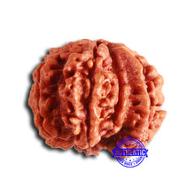 Load image into Gallery viewer, 7 Mukhi Nepalese Ganesha Rudraksha - Bead No. 610
