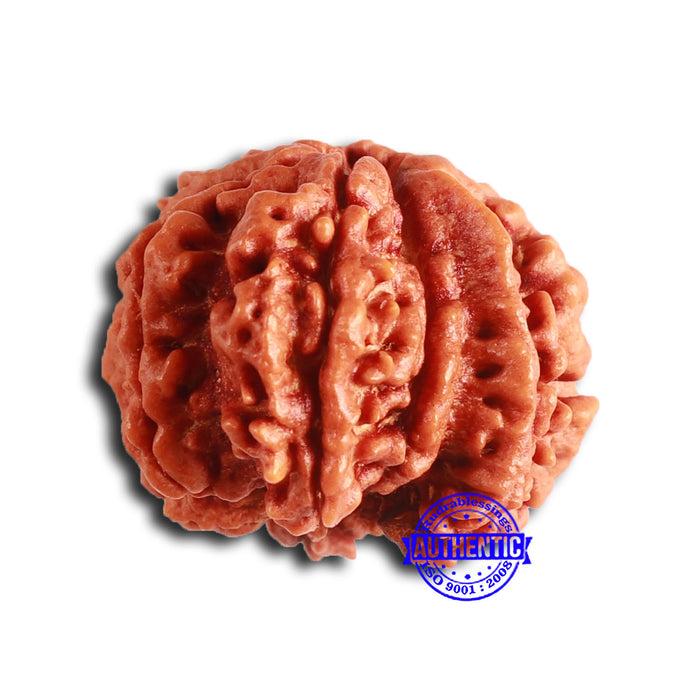 7 Mukhi Nepalese Ganesha Rudraksha - Bead No. 610